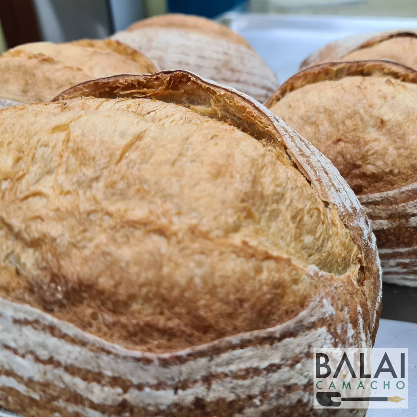 Sourdough Loaf